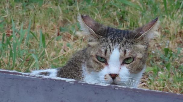 千里眼を使って全てを見通す猫神様 猫,キジシロ,顔の写真素材