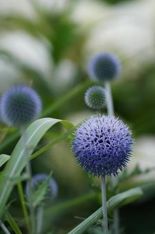 ルリタマアザミ ルリタマアザミ 花,植物,ルリタマアザミの写真素材