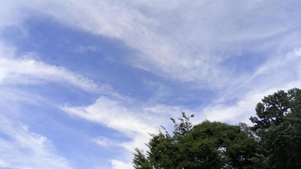 壮大なイメージの空と木 壮大なイメージの空と木の写真