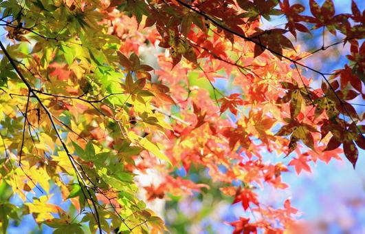 カラフルな秋の紅葉 紅葉,秋,カエデの写真素材