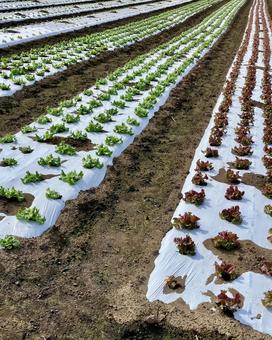 サニーレタスの畑 サニーレタスの畑 レタス,野菜,サニーレタスの写真素材
