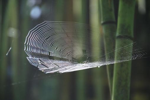 クモの巣 クモの巣 蜘蛛の巣,林,巣の写真素材