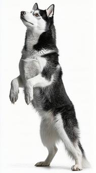 まるで人間のようなハスキー犬 まるで人間のようなハスキー犬の写真