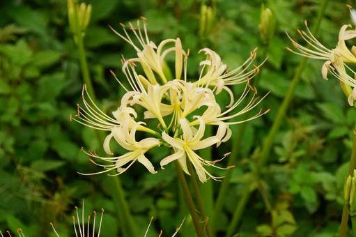 彼岸花 彼岸花 彼岸花,白,植物の写真素材