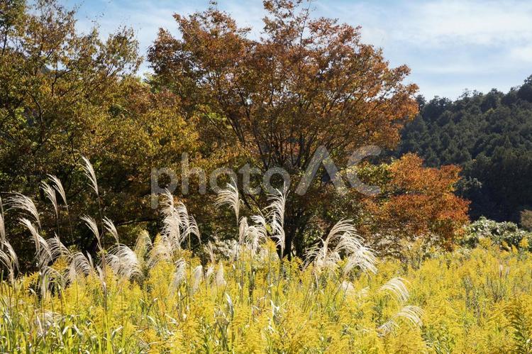 ススキのある風景 ススキ,秋,田舎の写真素材
