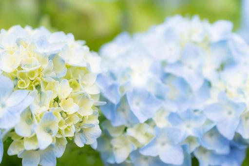 紫陽花の季節 紫陽花の季節の写真