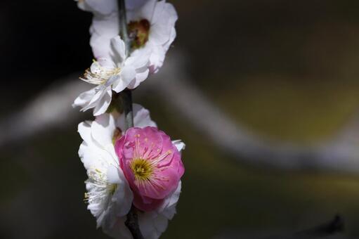 紅白の梅 梅,梅の花,紅梅の写真素材