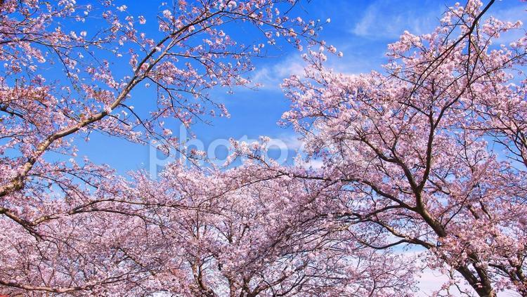 満開の桜の花と青空 桜,花,春の写真素材