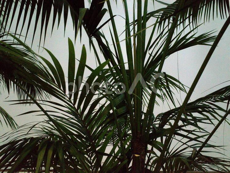 シルエット　植物 シダ,植物,シルエットの写真素材