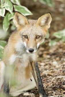 木陰で休むキツネ 木陰で休むキツネの写真