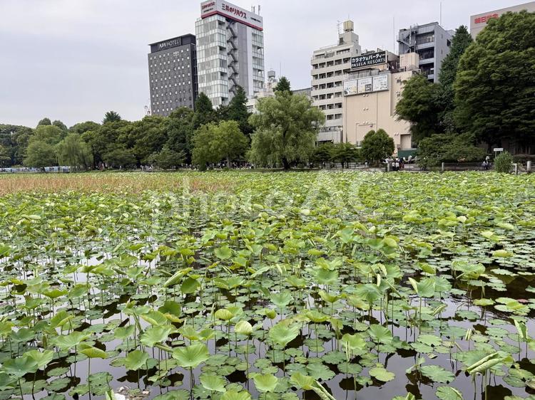 梅雨空の下蓮が生い茂る不忍池 不忍池,上野,上野恩賜公園の写真素材