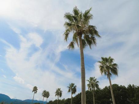 並んだヤシの木 ヤシの木,風景,自然の写真素材