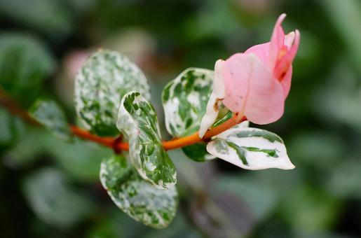 １０月上旬の庭のハツユキカズラの葉 ハツユキカズラ,葉,植物の写真素材