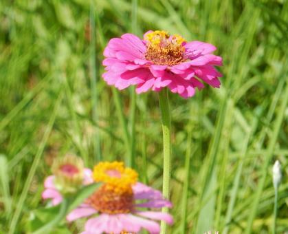 【花の写真】 ヒャクニチソウ（百日草）の写真