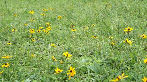 芝生、ルドベキア・タカオ、三葉大反魂草 芝生,ルドベキア・タカオ,三葉大反魂草の写真素材