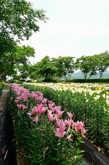 色鮮やかな満開のゆり園 色鮮やかな満開のゆり園 ゆり,ユリ,百合の写真素材