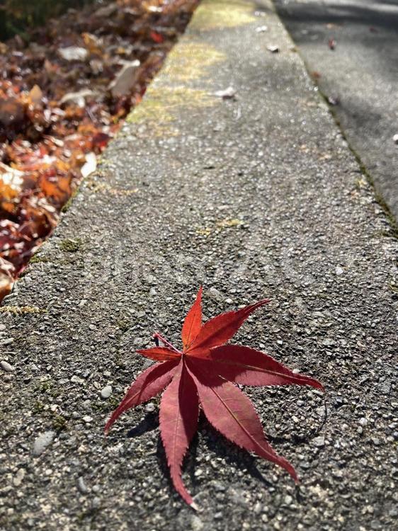 秋を彩る紅葉したモミジ 秋,紅葉,もみじの写真素材