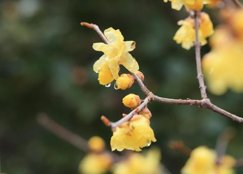 ロウバイ 黄色の花 ロウバイ 黄色の花の写真
