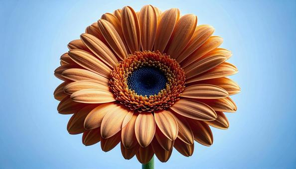一輪のガーベラの花 一輪のガーベラの花の写真