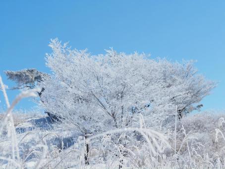 雪景色・冬の登山道(高ボッチ山) 雪景色・冬の登山道(高ボッチ山) 高ボッチ山,山,登山道の写真素材