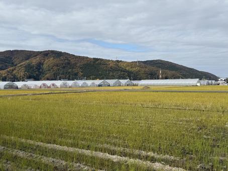 11月末の昼間　晩秋の福井県の郊外の景色 11月末,畑,田んぼの写真素材