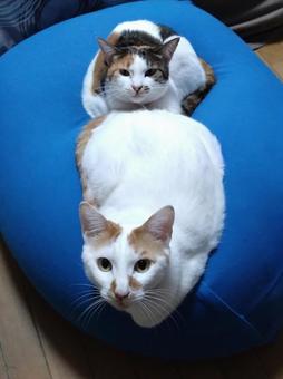 お気に入りのクッション お気に入りのクッションの写真