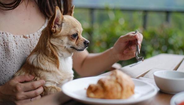 ランチ中の飼い主の膝上に座るチワワの写真