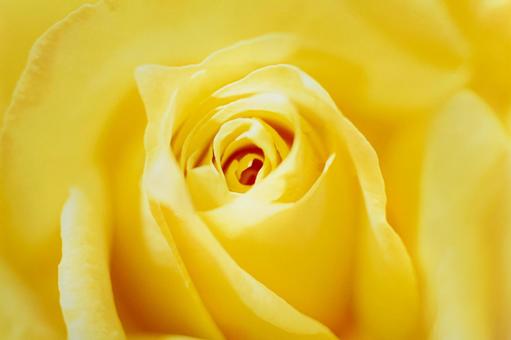 Rose flower close-up 8, JPG