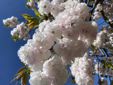 桜 自然,gw,ゴールデンウィークの写真素材
