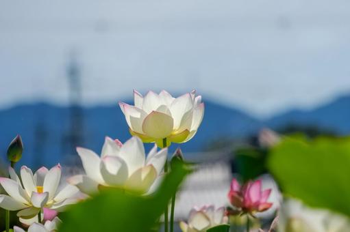 山並みを背景に咲く蓮の花 山並みを背景に咲く蓮の花の写真