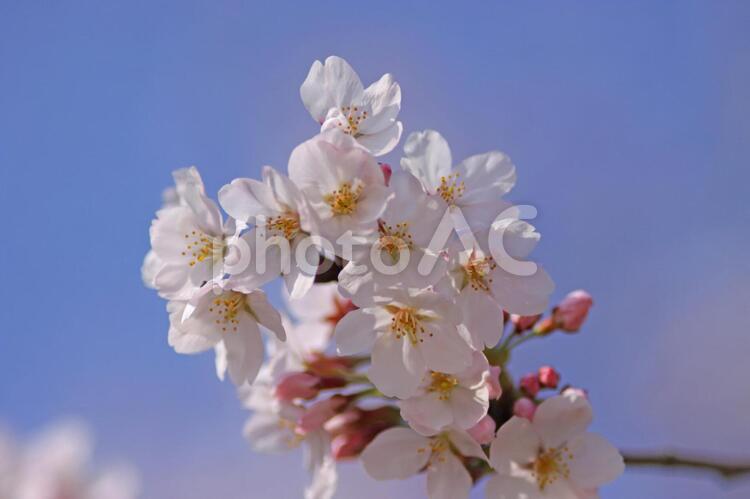 『桜』・・新学期、入学準備、新たな出発のコメンスメントの象徴！ 桜,さくら,サクラの写真素材