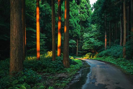 夕日が差し込む薄暗い林の道 林道,森,木漏れ日の写真素材