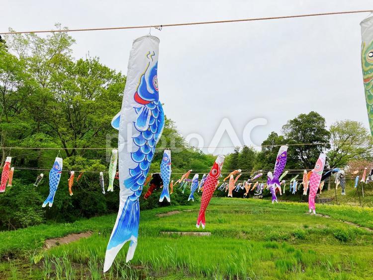 鯉のぼりと新緑 鯉のぼり,こどもの日,春の写真素材
