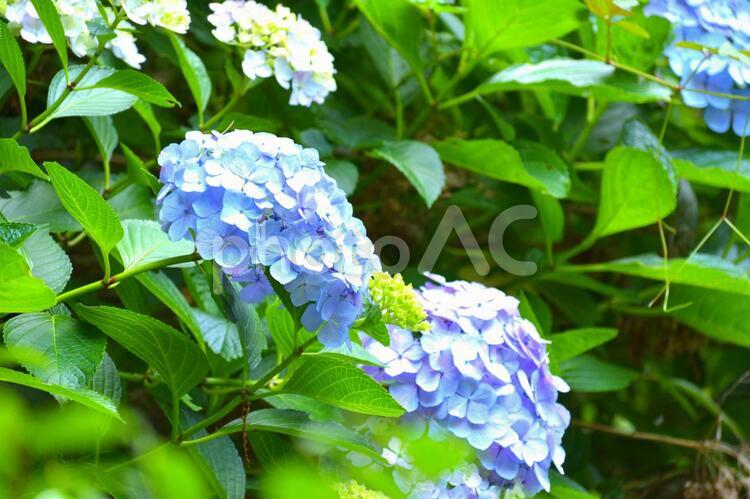 紫陽花（アジサイ）　美しい花 アジサイ,紫陽花,あじさいの写真素材