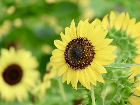 Sunflower, JPG Sunflower, JPG