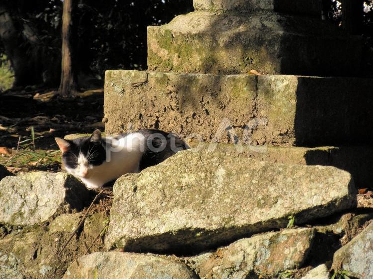 灯篭の下でうとうとする猫 ノラネコ,猫,ハチワレの写真素材