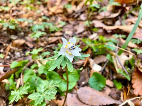 野に咲く可憐な花 セツブンソウ 野に咲く可憐な花 セツブンソウ セツブンソウ,節分草,花の写真素材