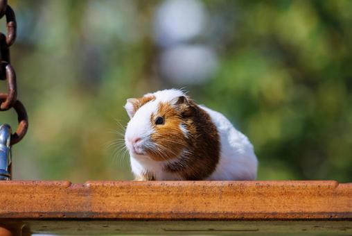 Photo, guinea pig, a pet, animal, 