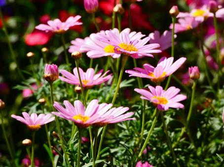 マーガレット　咲く風景 マーガレット,草花,春の写真素材