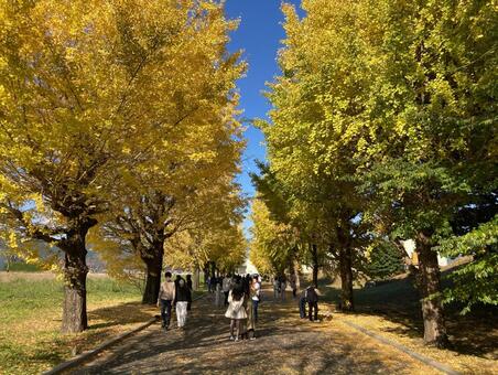 イチョウの並木道（横） いちょう,銀杏,朝倉農業の写真素材