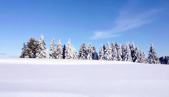 雪の中の木々　針葉樹　冬のイメージの写真