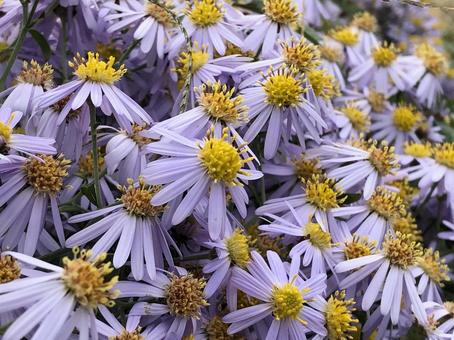 紫色の花 花,植物,自然の写真素材