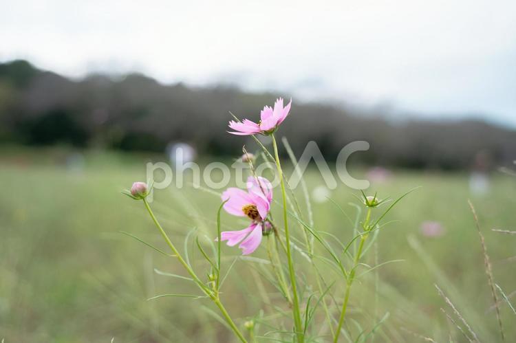 畑に咲く一輪のコスモスの花 秋,秋桜,畑の写真素材