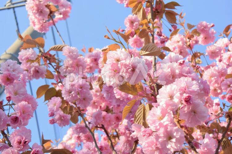 木花と青空と電線 木花,ピンク,青空の写真素材