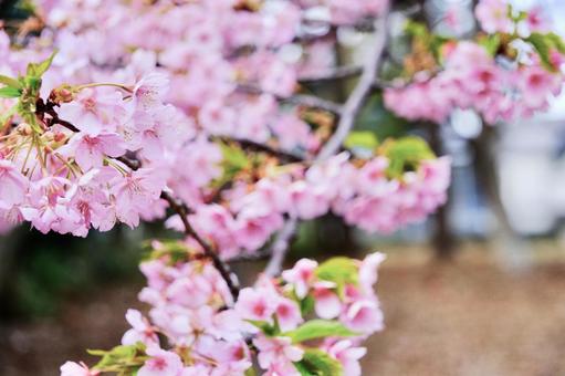 春の季節 春の季節の写真