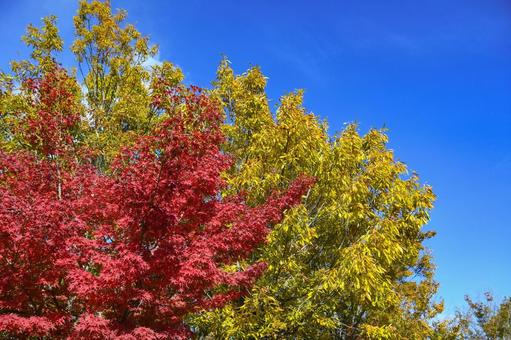 秋イメージ〜青空に映える紅葉 秋イメージ〜青空に映える紅葉 秋イメージ,紅葉,樹木の写真素材