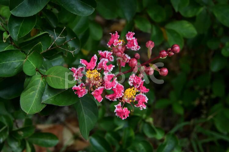 鮮やかなピンクと白、サルスベリの花 かわいい,さるすべり,さるすべりの花の写真素材