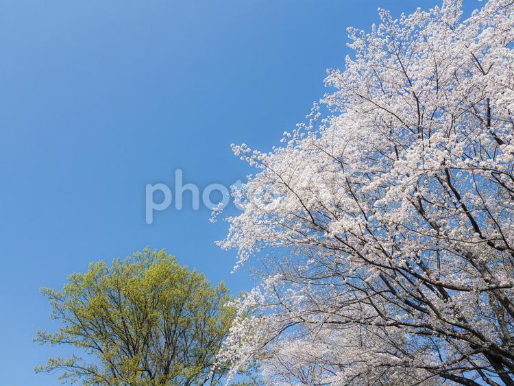 青空と桜の花 青空,桜,春の写真素材
