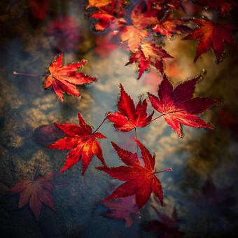 幻想的な水辺の紅葉 幻想的な水辺の紅葉の写真