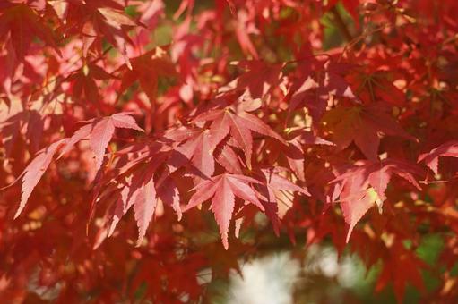 autumn leaves, JPG autumn leaves, JPG
